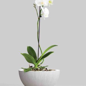Low Egg pot